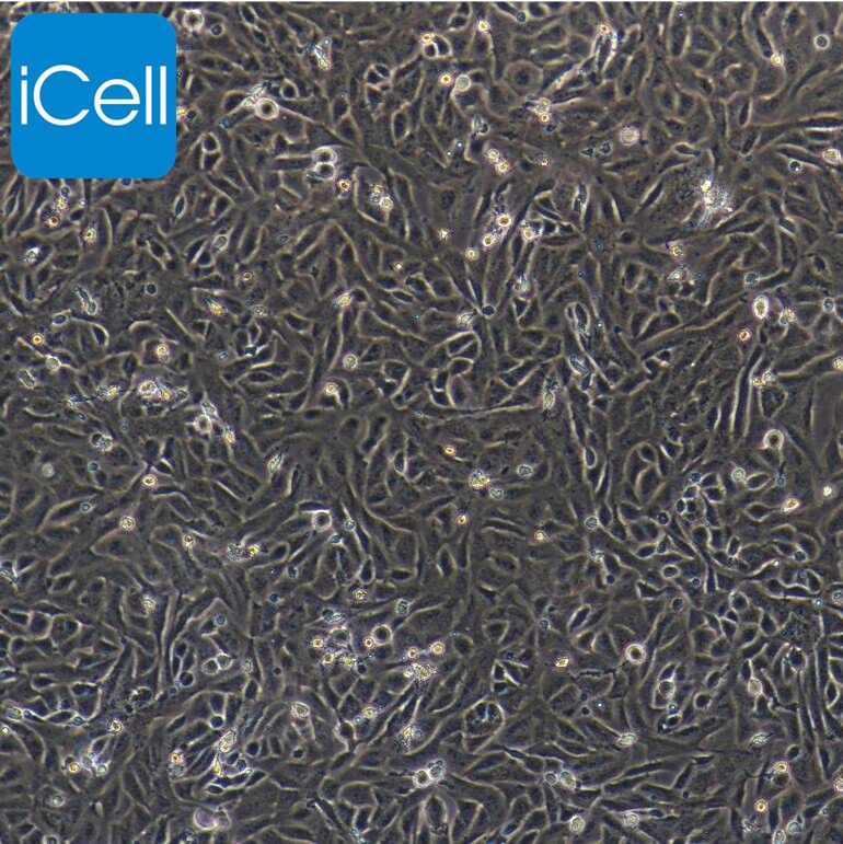 湖羊瘤胃上皮细胞永生化/免疫荧光鉴定/镜像绮点（Cellverse）