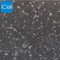 湖羊瘤胃上皮细胞永生化/免疫荧光鉴定/镜像绮点(Cellverse)