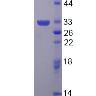 白介素6(IL6)重组蛋白(多属种)