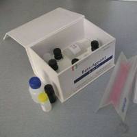 WB高效一抗稀释液（无蛋白源）