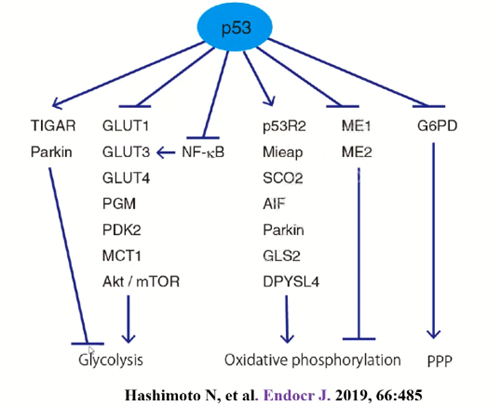 专家讲坛 | 威斯腾生物联合中国抗癌协会肿瘤代谢专委会网络学术沙龙系列讲座第四十九讲