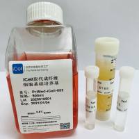 iCell原代成纤维细胞培养体系/镜像绮点（Cellverse）