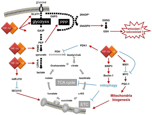 专家讲坛 | 威斯腾生物联合中国抗癌协会肿瘤代谢专委会网络学术沙龙系列讲座第四十九讲