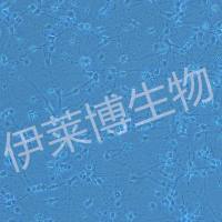 神经元原代培养
