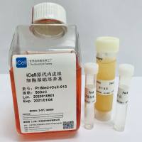 iCell原代内皮祖细胞培养体系/内皮细胞培养