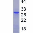 白介素16(IL16)重组蛋白(多属种)