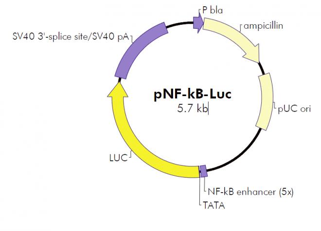 质粒纯化方案中的关键步骤@古朵生物