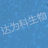 神经元原代培养