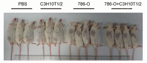 专家讲坛 | 威斯腾生物联合中国抗癌协会肿瘤代谢专委会网络学术沙龙系列讲座第五十一讲
