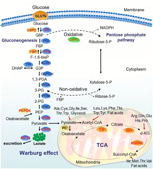 专家讲坛 | 威斯腾生物联合中国抗癌协会肿瘤代谢专委会网络学术沙龙系列讲座第四十九讲