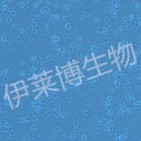 大脑皮层神经元原代培养