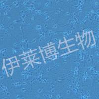 大鼠神经元原代培养