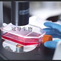 BC-3C Cell;BC-3C细胞系(STR鉴定图谱)