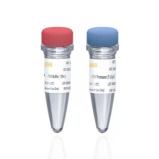 rTEV Protease 重组烟草蚀纹病毒蛋白酶
