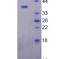 巨噬细胞炎性蛋白3α(MIP3a)重组蛋白(多属种)