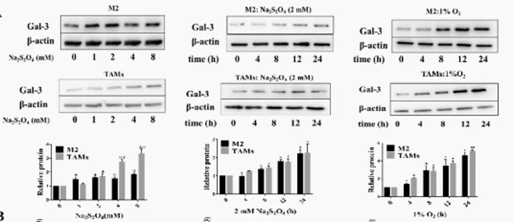 五分钟文献解读之《galectin-3参与TAM促肿瘤的机制》