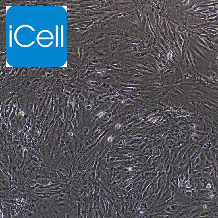 小鼠脑动脉血管内皮细胞/免疫荧光鉴定