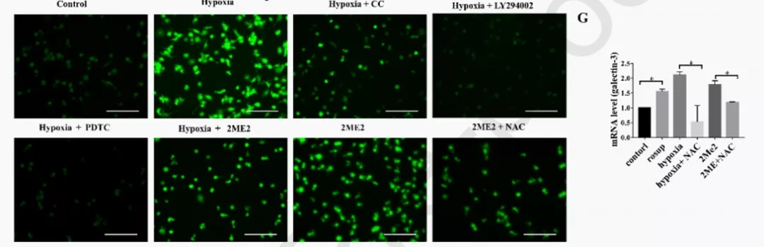 五分钟文献解读之《galectin-3参与TAM促肿瘤的机制》