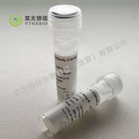 NFKBp65 Antibody (C-term S536)