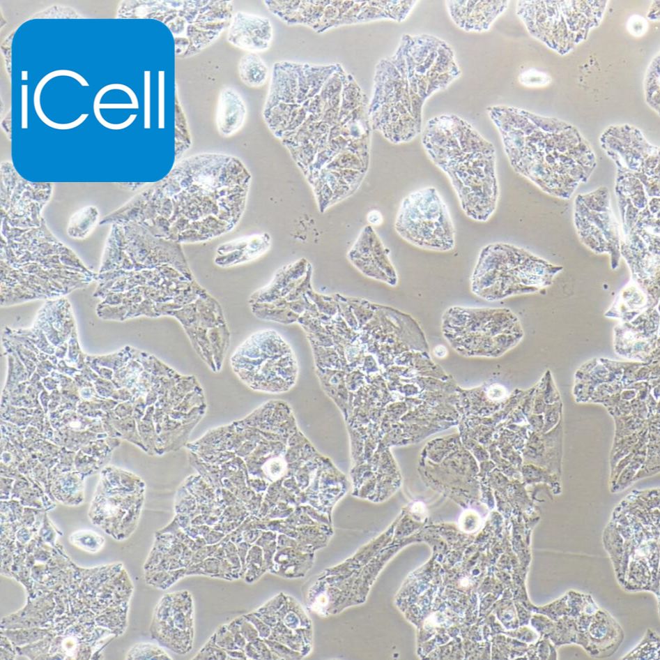 Li-7 人肝癌细胞   STR鉴定 镜像绮点（Cellverse）