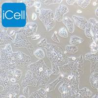 Li-7 人肝癌细胞/Li-7/Li-7细胞/Li7/Li7细胞/STR鉴定/镜像绮点（Cellverse）