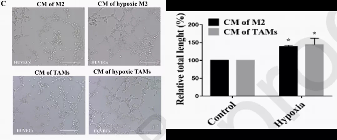 五分钟文献解读之《galectin-3参与TAM促肿瘤的机制》