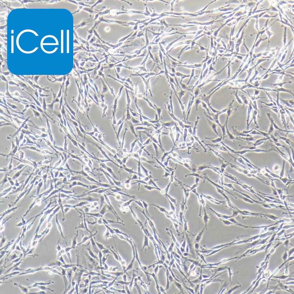 PC12 大鼠肾上xian嗜铬细胞瘤细胞(高分化) (PC-12) (高分化)