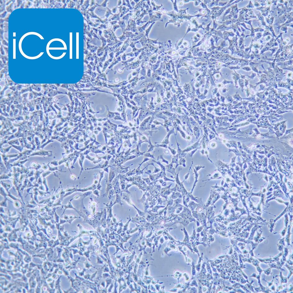 P19 小鼠畸胎瘤细胞/STR鉴定/赛百慷（iCell）