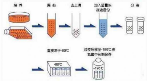 总结有关冻存细胞的方法及使用介绍