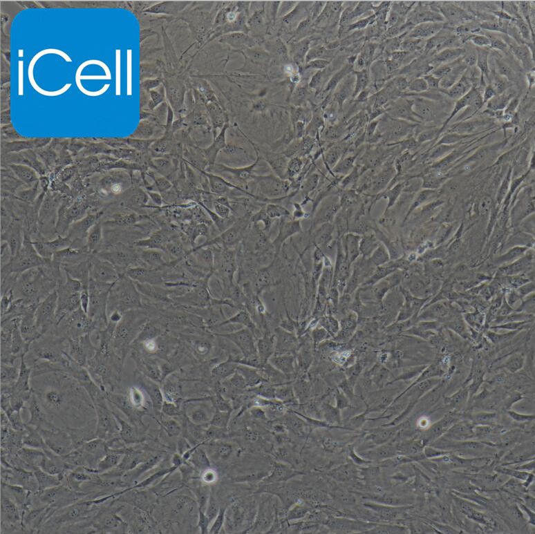 小鼠滑膜成纤维细胞/免疫荧光鉴定/镜像绮点（Cellverse）