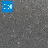 小鼠滑膜成纤维细胞/免疫荧光鉴定/镜像绮点（Cellverse）