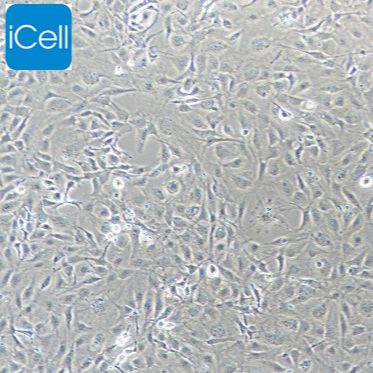 MC3T3-E1 小鼠颅顶前骨细胞亚克隆14/STR鉴定/镜像绮点（Cellverse）