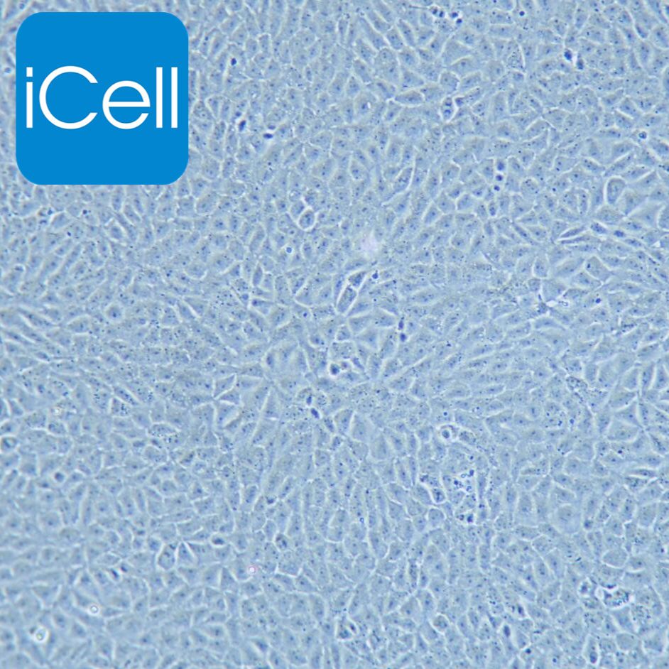 BRL 大鼠肝细胞/种属鉴定