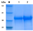 人干扰素γ（IFNγ）V1重组蛋白