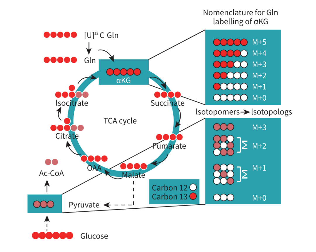 技术介绍 | 靶标代谢流分析