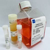 iCell原代星状细胞培养体系/镜像绮点（Cellverse）