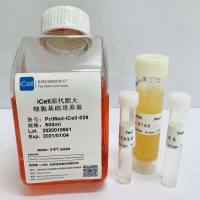 iCell原代肥大细胞培养体系/镜像绮点生物