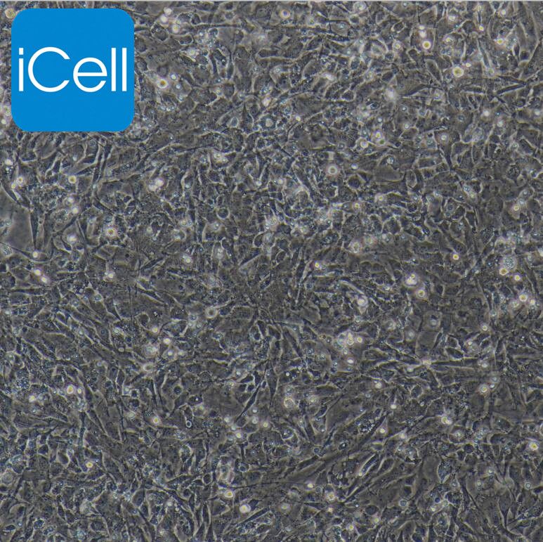 小鼠神经胶质细胞/免疫荧光鉴定/镜像绮点（Cellverse）
