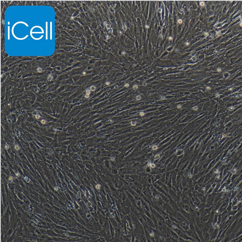 大鼠脑动脉血管平滑肌细胞/免疫荧光鉴定