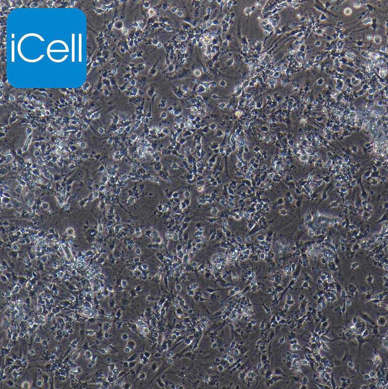 小鼠海马神经元细胞/免疫荧光鉴定/镜像绮点生物