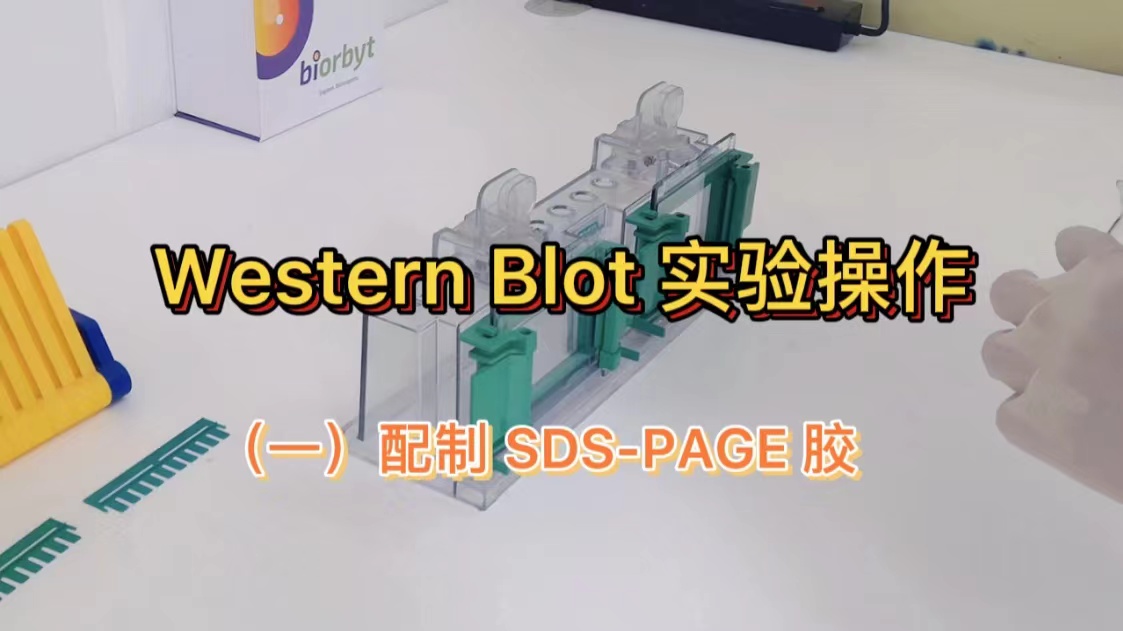 【Western Blot 实验视频】 SDS-PAGE 胶配制