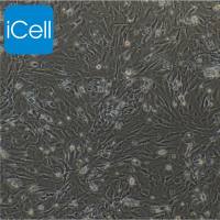 小鼠肺大动脉平滑肌细胞/免疫荧光鉴定/镜像绮点