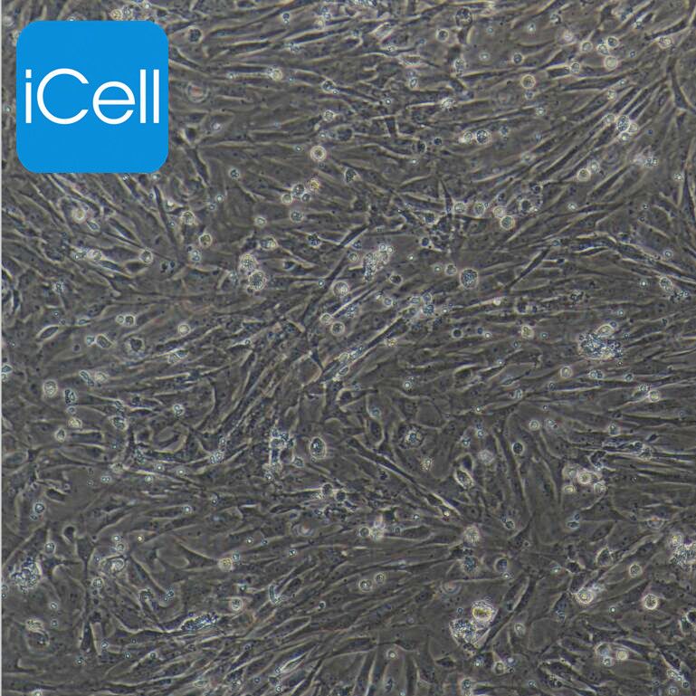 小鼠脑血管周细胞/免疫荧光鉴定/镜像绮点（Cellverse）
