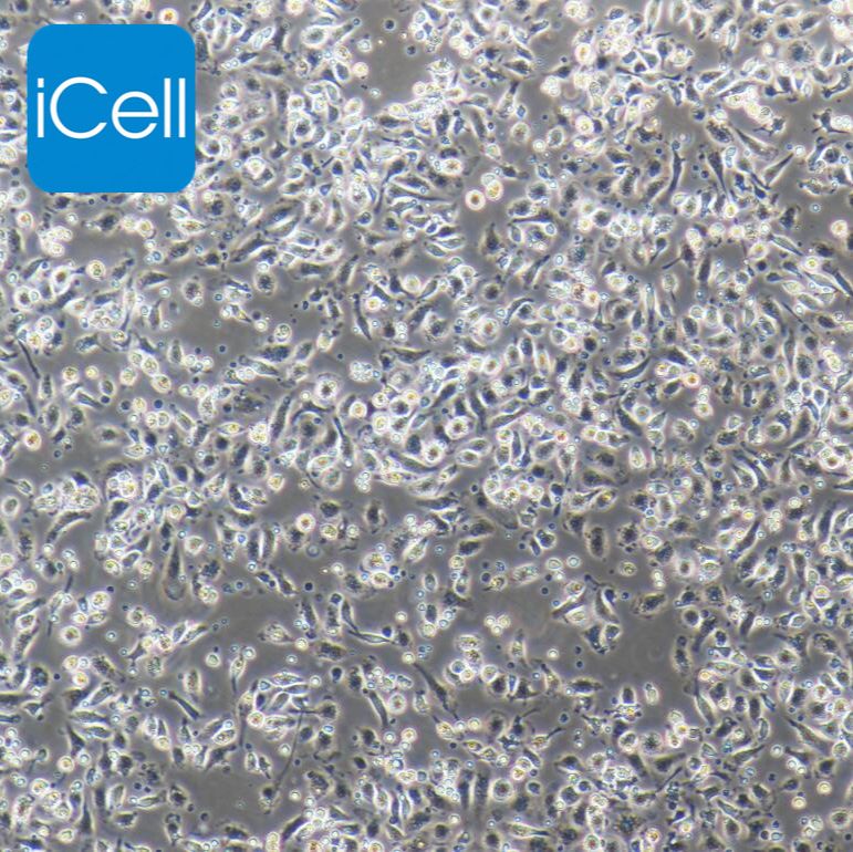 小鼠小胶质细胞/免疫荧光鉴定/镜像绮点（Cellverse）