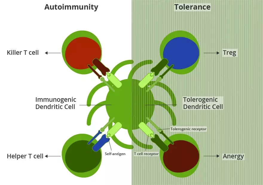什么是自身免疫？