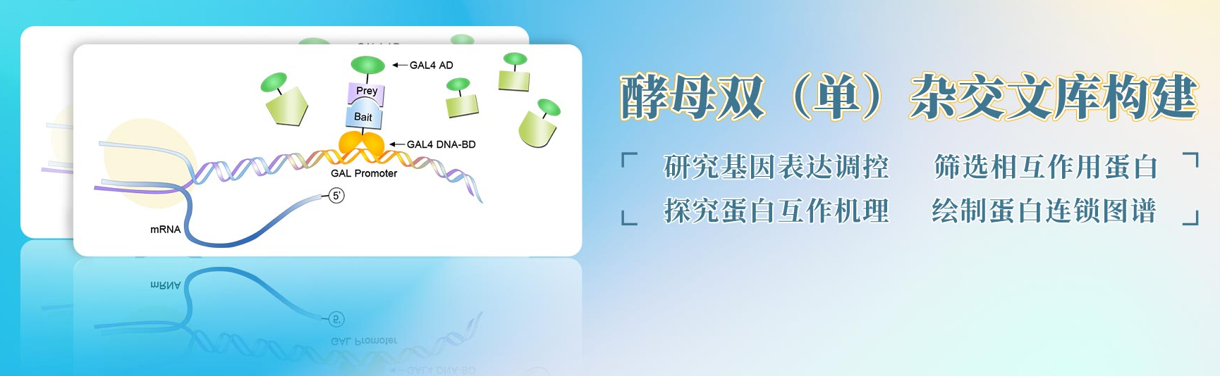 十问十答 | 酵母杂交通关攻略，全方位交流贴