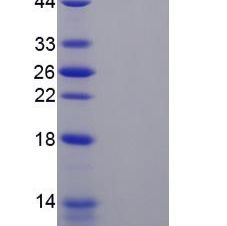 N-myc下游调节基因2(NDRG2)重组蛋白(多属种)