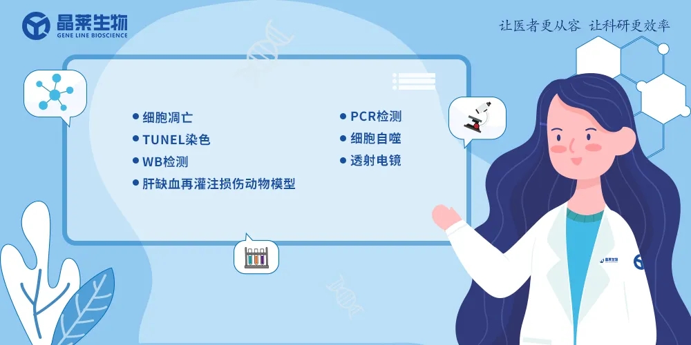 五分钟文献解读之《Nobiletin通过激活SIRT-1/FOXO3a介导的自噬和线粒体生物发生改善肝缺血再灌注损伤》