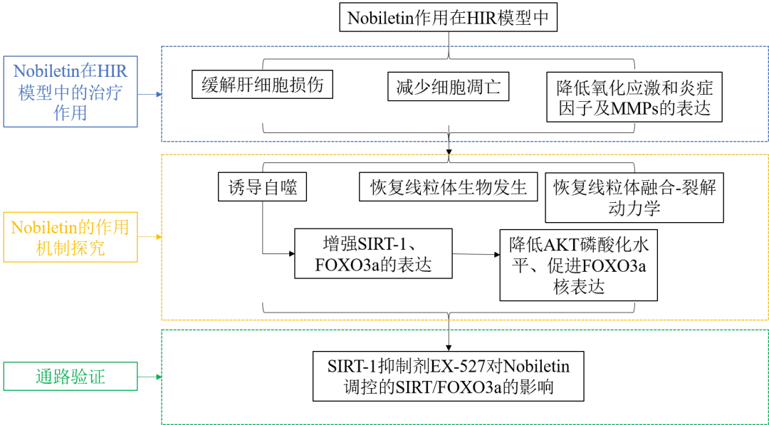五分钟文献解读之《Nobiletin通过激活SIRT-1/FOXO3a介导的自噬和线粒体生物发生改善肝缺血再灌注损伤》