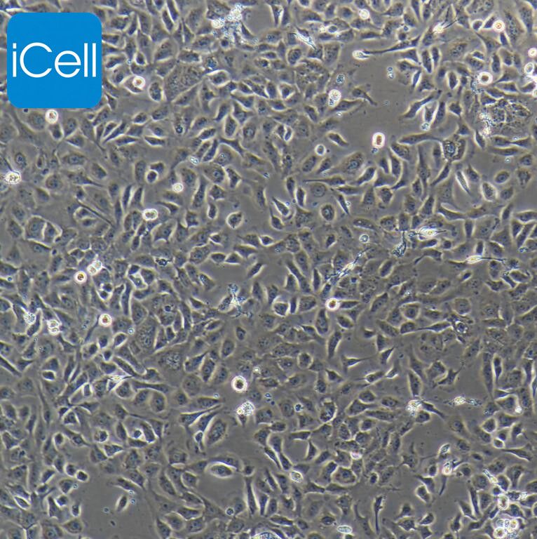 猪扁桃体上皮细胞永生化 / 免疫荧光鉴定